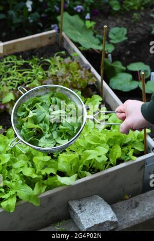 Person, die ein Sieb hält, das mit geerntetem Bio-Babyspinat aus dem Gemüsegarten gefüllt ist. Im Hintergrund ist grüner Salat, der im Garten angebaut wird. Stockfoto