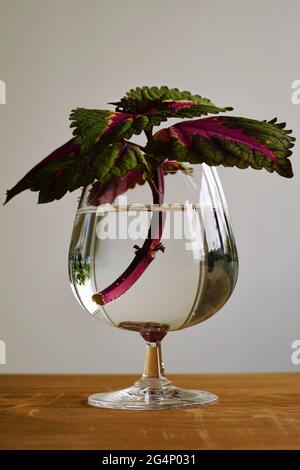 Coleus, oder auch bekannt als bemalte Brennnessel, wunderschöne Blumenpflanze (Solenostemon scutellarioides) in einem Cognac-Glas, gefüllt mit Wasser auf einem Holztisch. Stockfoto