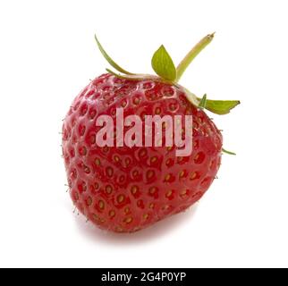 Reife Erdbeeren isoliert auf weißem Hintergrund. Volle Konzentration von roten Beeren. Stockfoto