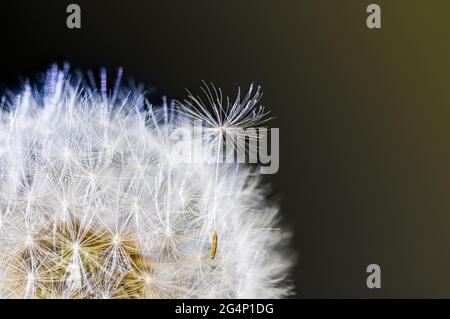 Nahaufnahme des flauschigen Samens auf dem Kopf der gewöhnlichen Dandelionblüte auf dunklem Hintergrund. Taraxacum officinale. Abstraktes Detail eines separaten weißen Flusens auf der Uhr. Stockfoto