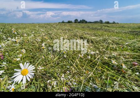 Blumen von Rindsblumen, Kleeblatt und Gras auf Naturwiese mähen. Leucanthemum vulgare. Trocknendes Heu mit weißen Wildblumen in ländlicher Landschaft. Blauer Himmel. Stockfoto