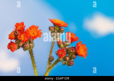 Orange Hawkweed blüht und Knospen auf blauem Himmel Hintergrund. Schönes Detail der Zierpflanze. Auf grünen, behaarten Stielen angeordnete Blütenhaufen. Eco. Stockfoto