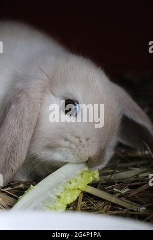 Nahaufnahme des entzückenden weißen flauschigen Hasen, der einen Salat isst Stockfoto