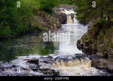 Low Force Wasserfall unter den Bäumen am Fluss Tees in den North Pennines, County Durham, England Stockfoto