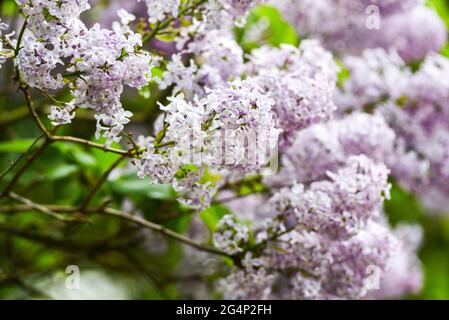 Blühende Flieder blüht im Frühling. Blühende Flieder blüht im Frühling. Stockfoto