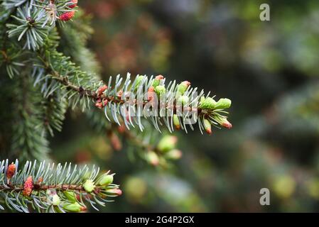 Neue Baumtriebe blühen im Frühjahr, grüne Knospen. Stockfoto