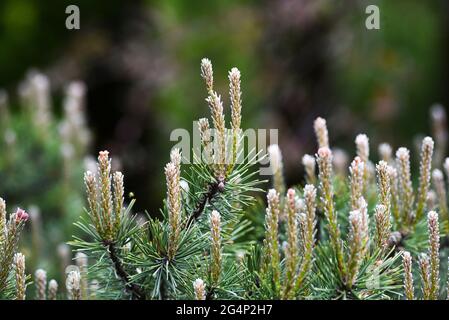 Neue Baumtriebe blühen im Frühjahr, grüne Knospen. Stockfoto