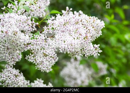 Blühende Flieder blüht im Frühling. Blühende Flieder blüht im Frühling. Stockfoto