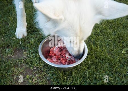 Fütterung Hund mit einem gesunden Rohfleischfutter Ernährung. Stockfoto