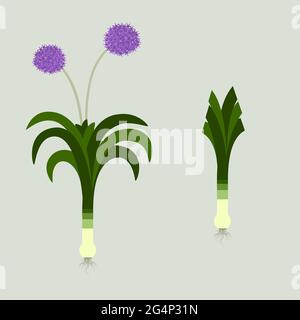 Lauch mit Blättern, Wurzeln und Blüten. Blühend. Auf der anderen Seite die gleiche Pflanze mit den geschnittenen Blättern. Stock Vektor