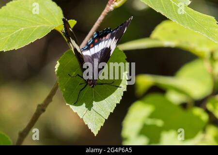 Limenitis arthemis, der rotgefleckte purpurne oder weiße Admiral Stockfoto