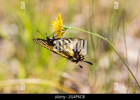 Papilio canadensis, der kanadische Tiger-Schwalbenschwanz in Pilosella aurantiaca (Fuchs und Junge, orangefarbener Falkenbiss, Teufelspinsel, grimmiger-the-Collier) Stockfoto