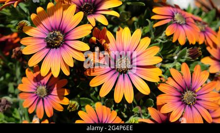 Sizilien, Dorf Marzamemi. Gänseblümchen genießen die Sonne in den frühen Frühlingstagen. Stockfoto