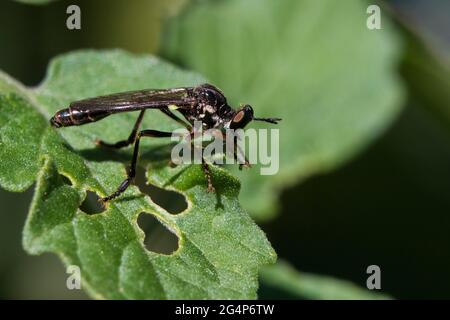 Dioctria hyalipennis ist eine holarktische Raubfliegenart Stockfoto