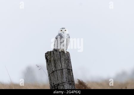 Verschneite Eule, die im Winter in Kanada auf einem alten hölzernen Zaunpfosten thront Stockfoto