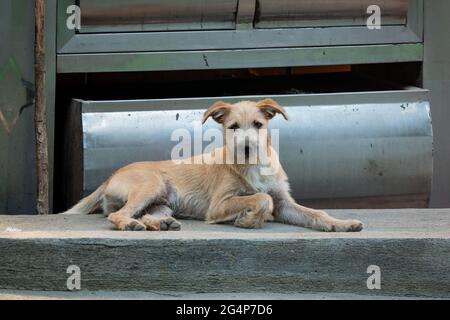 Weißer und gelber Mongrel-Hund auf der Straße in Minca, Kolumbien Stockfoto