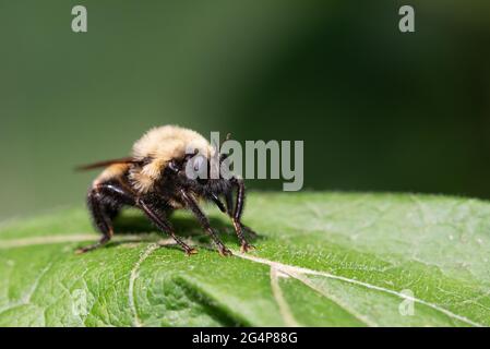 Auf einem Blatt im Taylor Creek Park in Toronto, Ontario, ruht eine Bumble Bee Mimic Robber Fly (Laphria thoracica). Stockfoto
