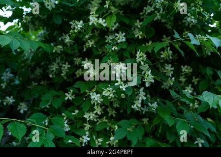 Süß duftende weiße Blüten von Stern-Jasmin oder falsche Jasmin Kletterpflanze, lebendige grüne Hecke im Garten. Jasmin Hintergrund Stockfoto