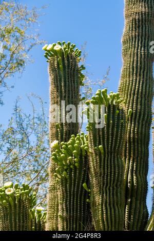 Desert Botanical Garden - Pflanzen & Skulpturen - Saguaro Kaktus (Carnegiea gigantea) in Bloom Stockfoto