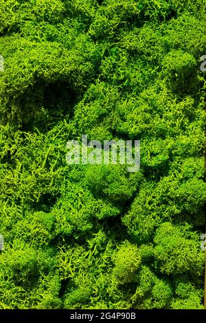 Schönes grünes Moos aus nächster Nähe, Rentiermoos-Textur Hintergrund, abstrakte grüne Wanddekoration aus Rentierflechten Cladonia rangiferina Stockfoto