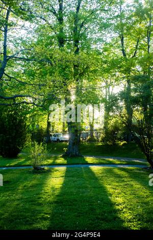 Malerischer Park mit frischen grünen Bäumen, eingerahmt von Blättern und Sonnenstrahlen durch das Laub. Halifax Public Gardens, Halifax, Nova Scotia, Kanada Stockfoto