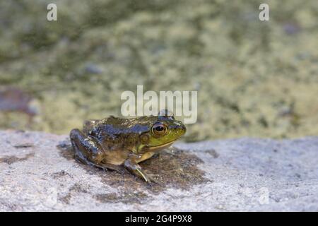 Ein junger amerikanischer Bullfrog (Lithobates catesbeianus) ruht auf einem Felsen neben einem Teich. Das Amphibium ist nass, nachdem es gerade aus dem Wasser in Algo aufgetaucht ist Stockfoto