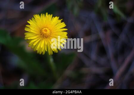 Eine sehr häufige Blume in unseren Bergen in Venetien Stockfoto