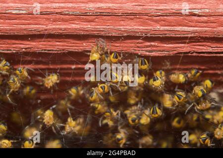 Baby Garden Spinnen auch Garden Orb Weaver, Cross Spider Stockfoto