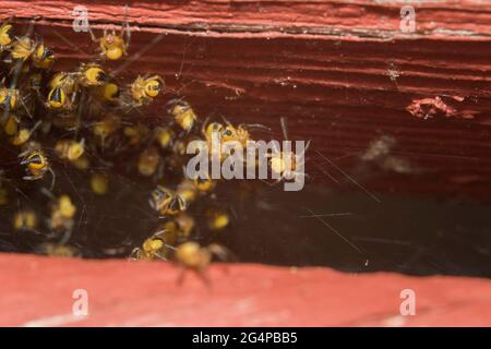 Baby Garden Spinnen auch Garden Orb Weaver, Cross Spider Stockfoto