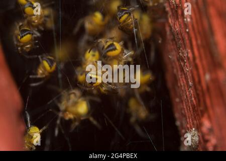 Baby Garden Spinnen auch Garden Orb Weaver, Cross Spider Stockfoto