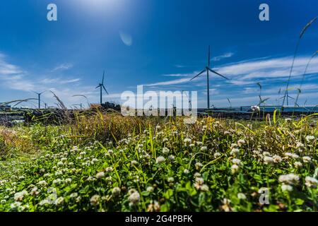 Windturbinen auf der Insel Jeju in Südkorea - 17. August 2019 Stockfoto