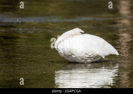 Trompeter Swan (Cygnus buccinator) im Yellowstone National Park, Wyoming Stockfoto