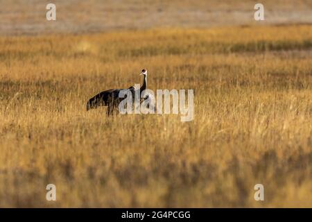 Sandhill Crane (Grus canadensis) im Yellowstone National Park, Wyoming Stockfoto