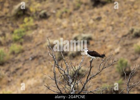 Fischadler (Pandion haliaetus) im Yellowstone-Nationalpark, Wyoming Stockfoto