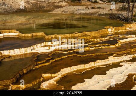 Mound Terrace im Mammoth Hot Springs Yellowstone National Park, Wyoming Stockfoto