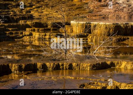 Ein toter Baum in Mound Terrace im Mammoth Hot Springs Yellowstone National Park, Wyoming Stockfoto