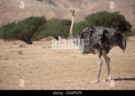 Rothalsvogel in der Wüste Negev (Struthio camelus camelus) Stockfoto