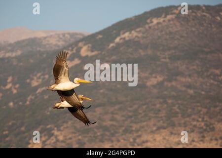 Great White Pelicans fliegen am Mt Hermon vorbei durch das Great Rift Valley, eine wichtige Flugstraße für Vögel, die zwischen Europa, Asien und Afrika ziehen Stockfoto