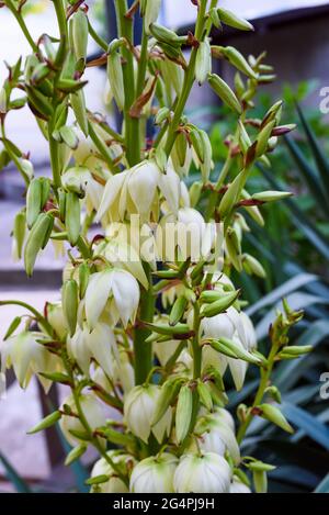 Yucca Pflanze. Weiße exotische Blumen mit langen grünen Blättern auf blauem Himmel Hintergrund, Yucca ist eine Gattung von Baum-wie immergrünen Pflanzen der Agavoideae sub Stockfoto