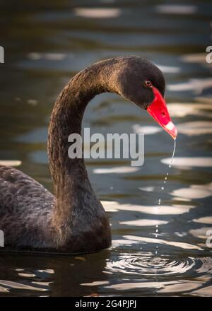 Schwarzer Schwan mit Wassertropfen, der vom Schnabel fällt Stockfoto