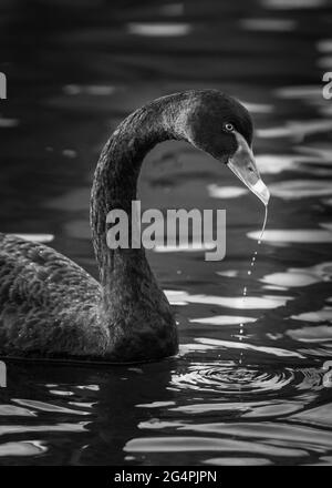 Schwarzer Schwan mit Wassertropfen, der vom Schnabel fällt Stockfoto