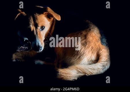 Portrait angenommen braunen Hund isoliert in Low-Key, schwarzen Hintergrund horizontal Stockfoto