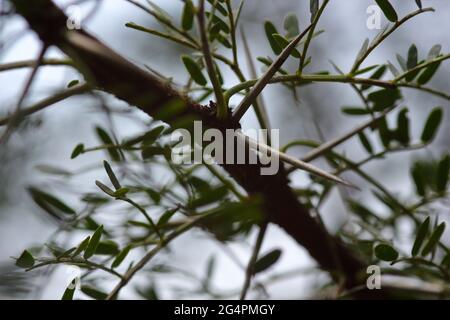 Versteckte Dornen auf EINEM süßen Dorn-Baum (Vachellia karroo) Stockfoto