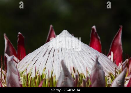 Krone des King Protea Flower Head (Protea cynaroides) Stockfoto