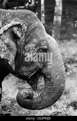 Asiatische Elefanten in Phuket, Thailand Stockfoto