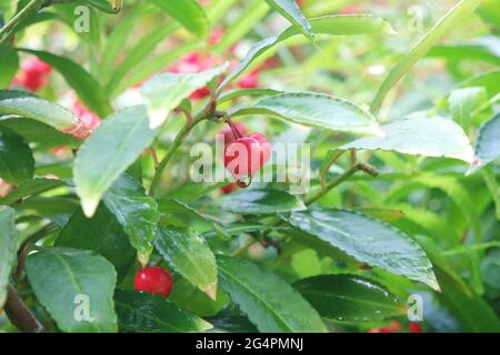 Wassertroplet auf frischer roter Frucht Ardisia crenata Stockfoto