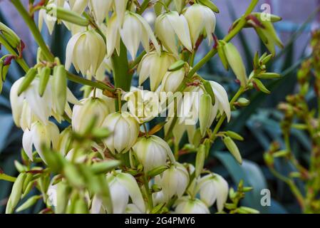 Yucca Pflanze. Weiße exotische Blumen mit langen grünen Blättern auf blauem Himmel Hintergrund, Yucca ist eine Gattung von Baum-wie immergrünen Pflanzen der Agavoideae sub Stockfoto