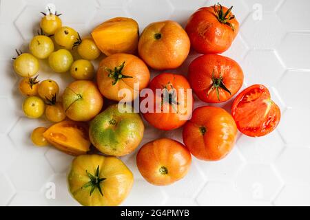 Biologisch angebaute Tomaten in verschiedenen Rottönen, Orangen und Gelb, einschließlich Kirschtomaten Stockfoto