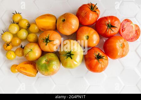 Biologisch angebaute Tomaten in verschiedenen Rottönen, Orangen und Gelb, einschließlich Kirschtomaten Stockfoto