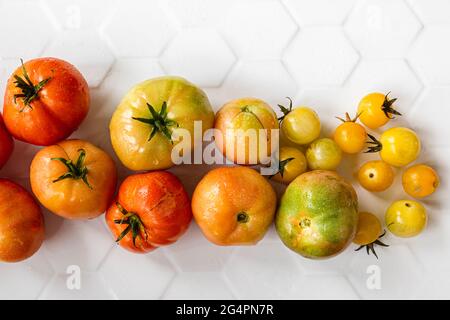 Biologisch angebaute Tomaten in verschiedenen Rottönen, Orangen und Gelb, einschließlich Kirschtomaten Stockfoto